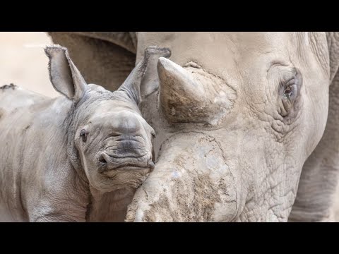 Safari West in Santa Rosa names newborn white rhino after late Ozzy Osborne