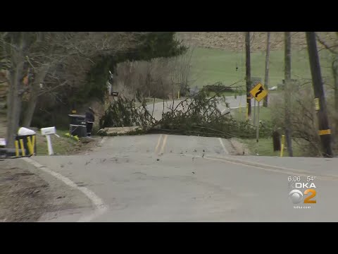High Winds Bring Down Tree In Cranberry