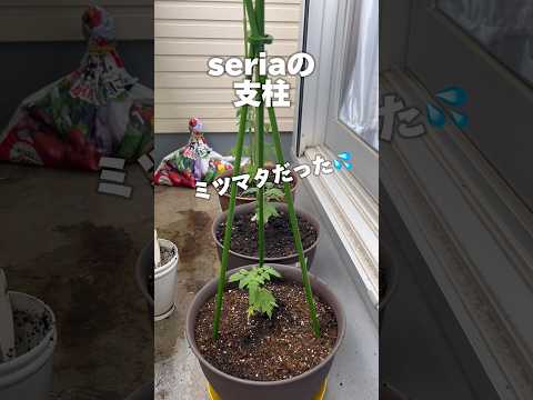 園芸 トマト「クール・ド・ブッフ」