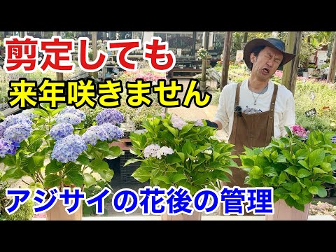 夏に素晴らしい開花を保証するために冬の終わりにアジサイを剪定するにはどうすればよいですか？  庭園