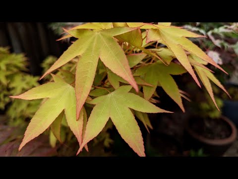 Spring Japanese Maple Garden Tour 5-2-23