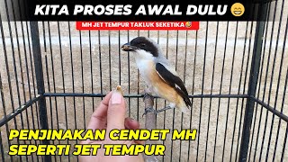 Download lagu UPDATE ON THE MH CENDET RESULTS OF THE OMBYOKAN ❗ THIS IS THE TAMING PROCESS SO THAT IT SETTLES Q... mp3