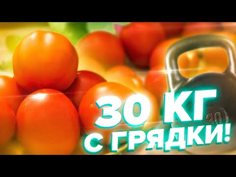 Урожай ведрами! Томат Пень - 30 кг с грядки!