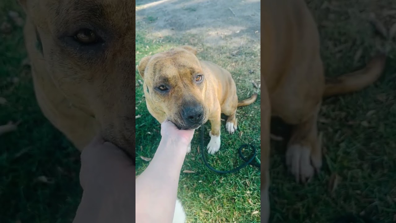 Enlarge MAYMAY - GREAT WITH CATS, a ADOPTABLE mixed breed in Sherman Oaks, CA video 1/4