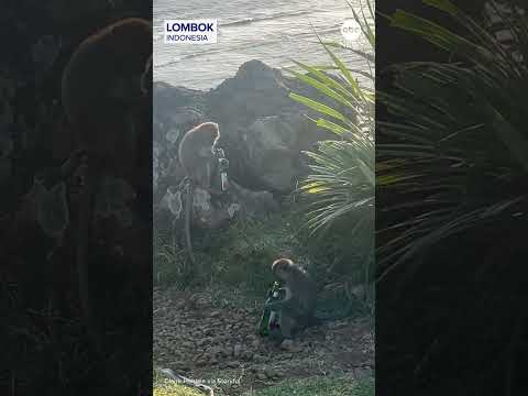 Cheeky monkeys spotted drinking from bottles #monkeys #animals #indonesia
