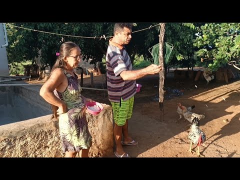 FIQUEI SURPRESO COM MINHA CRIAÇÃO ÃO PROCURAR O NINHO DAS GALINHAS 