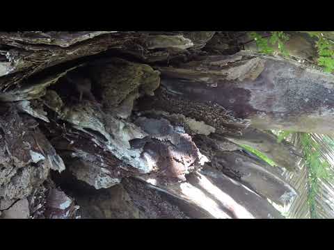 Do Kingfishers eat fish? Not always. New Zealand Kingfisher/kōtare feeding mice to their chicks.