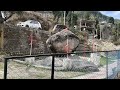 Pandav Shila In Janjehli Mandi Himachal Pradesh