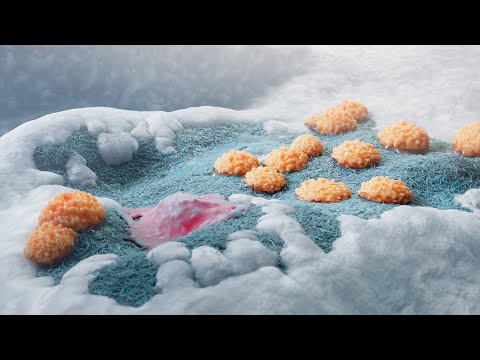 Osteoblasts & clasts in bone remodeling | MoA Animation