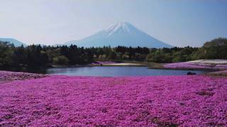 preview picture of video '富士芝桜まつり2010 Fuji Moss Phlox Festival (Shot on RED ONE)'