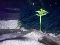 Belonoglanis brieni Belonoglanis brieni