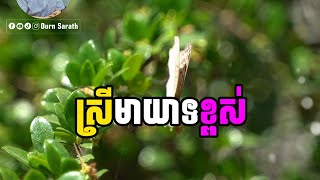 ស្រីមាយាទខ្ពស់