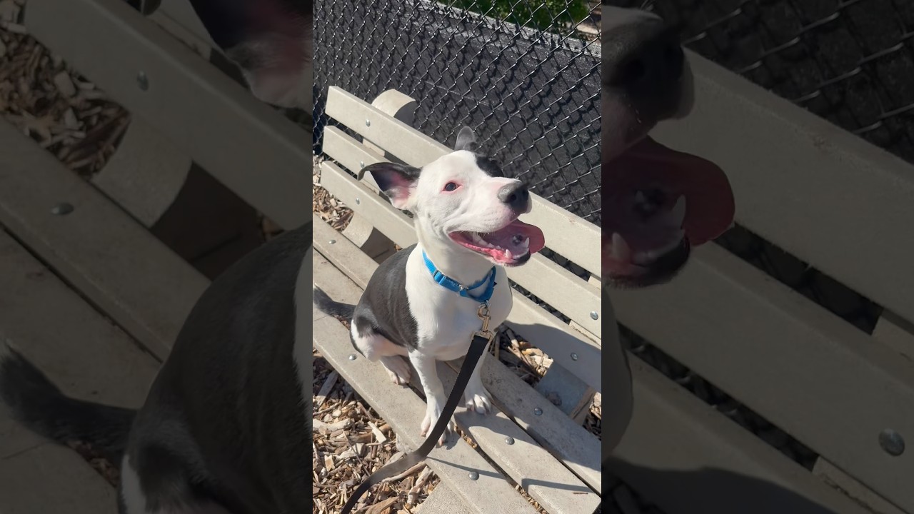 Enlarge Dobson, a Adoptable mixed breed in Briarcliff Manor, NY video 5/5