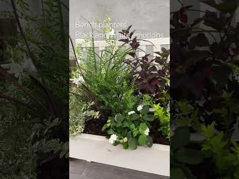 庭のグレビレアの地中海の低木はジュニパーに似ています