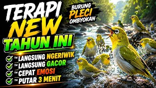 Download lagu TERAPI PLECI NGERIWIK KASAR DAN BUKA PARUH 🔥 3 Menit Putar Langsung Respon mp3