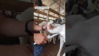 Download lagu inseminasi buatan, budidaya kambing dorper #breeding #shorts #animals mp3