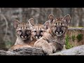 From Tiny Kittens to Fast Predators: Cougar Development
