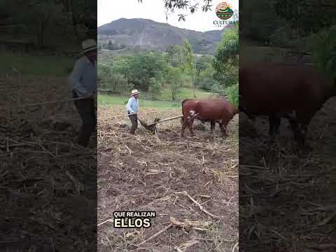Finca y labores del campo en socotá boyacá #campo #turismo #agro