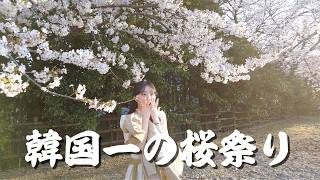 韓国1位の桜祭りに行くと起きること