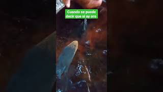 caca si hay algo de oro #oro #minas #mineros #cisneros #oro