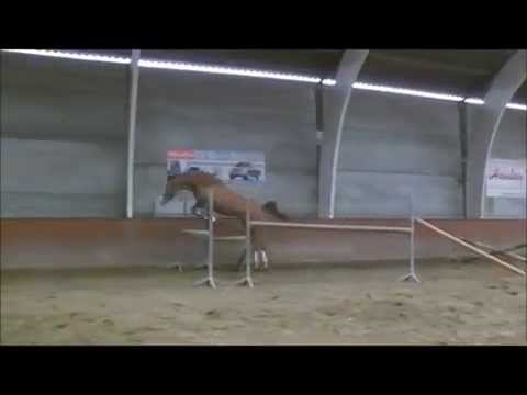 Orchid's Karst (Kanshebber x Kantje's Carlando)