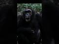 Sound Of Chimpanzee Chimps Sound Pan Troglodytes Sound