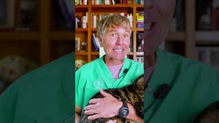 Senior Pet Mobility: Managing Arthritis & Joint Comfort at Home