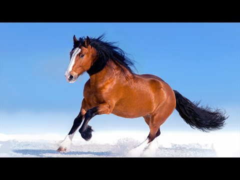 Scenes of Horses Accompanied by Relaxing Music to Calm Intrusive Thoughts, Peaceful Mind