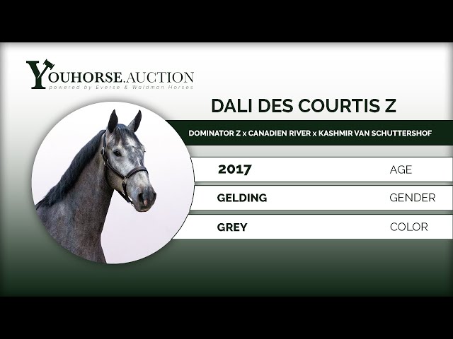 Dali Des Courtis Z Jumping