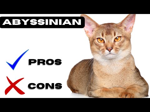 Abyssinian Cat Pros and Cons | "Abyssinian: Angel or Adventurer?"