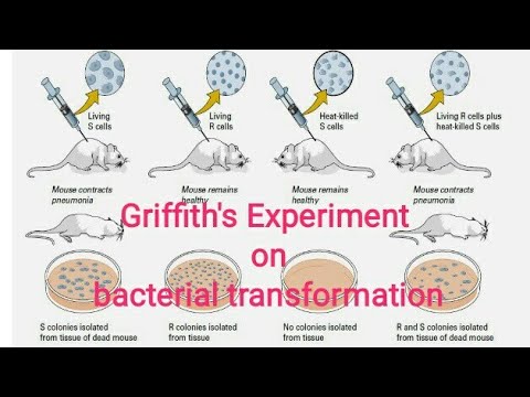 Griffith's and Avery's Experiment on bacterial transformation