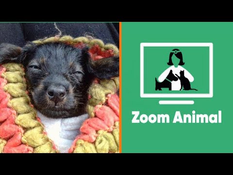 El perro teckel pelo de alambre de Yamila Reyna | Zoom Animal