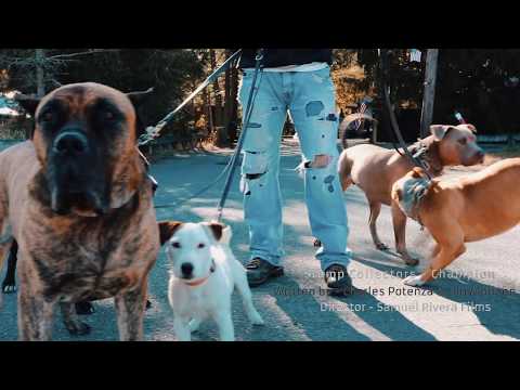 Stamp Collectors - Champion feat. Rescue Dogs [Official Video]