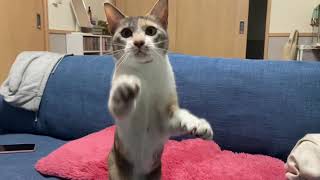 【猫動画】にぼしを持ち去るぱるさん