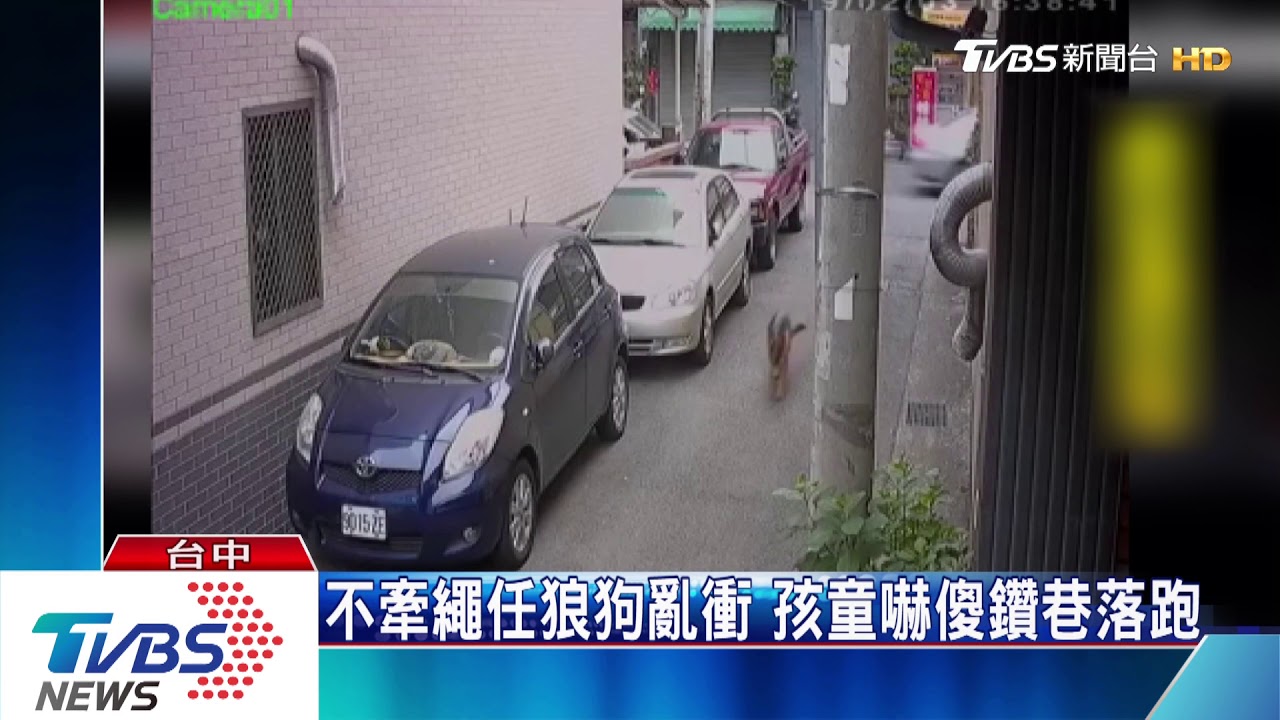 不牽繩任狼狗亂衝　孩童嚇傻鑽巷落跑
