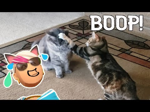 Saki and Gigi "The Boop" Summer 2022 Silly Funny Cats