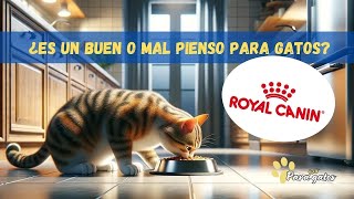 ROYAL CANIN ¿ES MAL PIENSO PARA GATOS?👉 ANÁLISIS Y OPINONES SOBRE ESTA MARCA DE PIENSO PARA GATOS