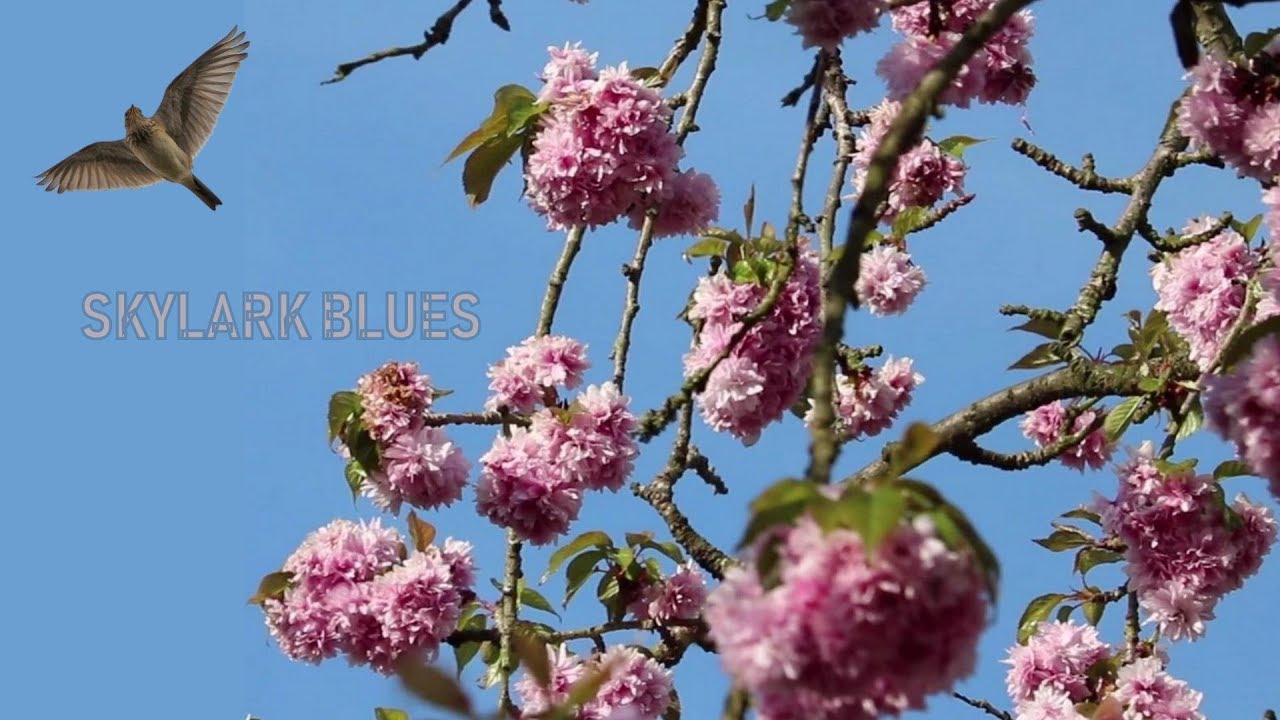 Chris Rea - Skylark Blues