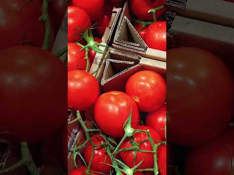 Os 7 Maiores Produtores de Tomate do Brasil