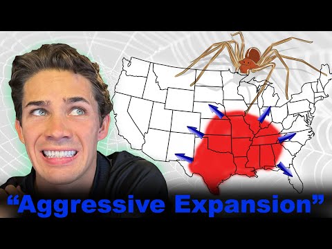 Brown Recluse Spiders - What You've Been Told is Totally Wrong