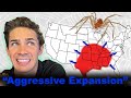 Brown Recluse Spiders What You Ve Been Told Is Totally Wrong