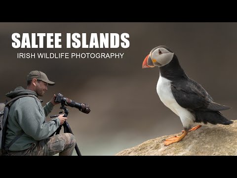 Saltee Islands - Irish Wildlife Photography