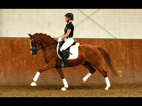 4 j Fuchswallach von Dimension AT