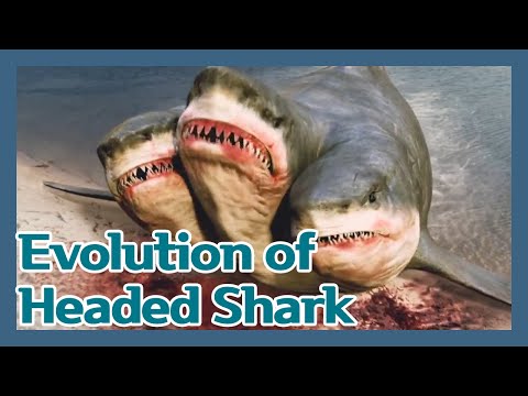 Evolution of Headed Shark (Sea Monster)