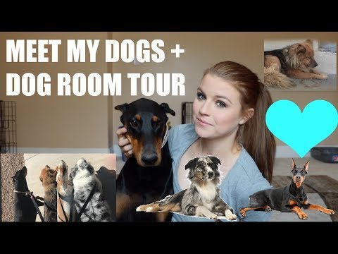 MEET ALL MY DOGS + DOG ROOM TOUR