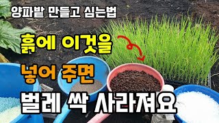 흙에 이것만 넣고 올려주면 벌레 없고 싹 사라집니다 양파밭 만들고 심는 방법