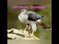 State Bird Of Punjab# Northern Goshawk 🖤🤩/ Accipiter gentilis 😍