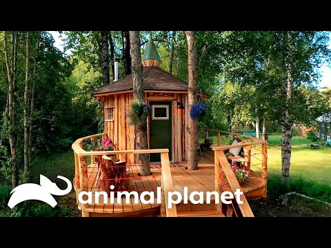 The Most Incredible Treehouses of SEASON 7 | Treehouse Masters | Animal Planet
