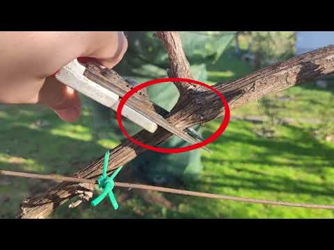 Rezidba vinove loze za početnike