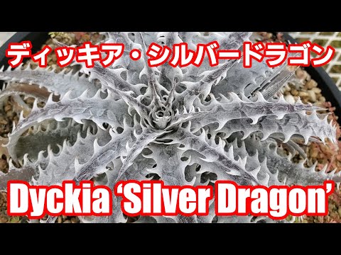 ディッキア・シルバードラゴン：Dyckia &lsquo;Silver Dragon&rsquo; 品種紹介【Dyckia Maniax（ディッキア・マニアックス ）】by Nin-Nin（にんにん）
